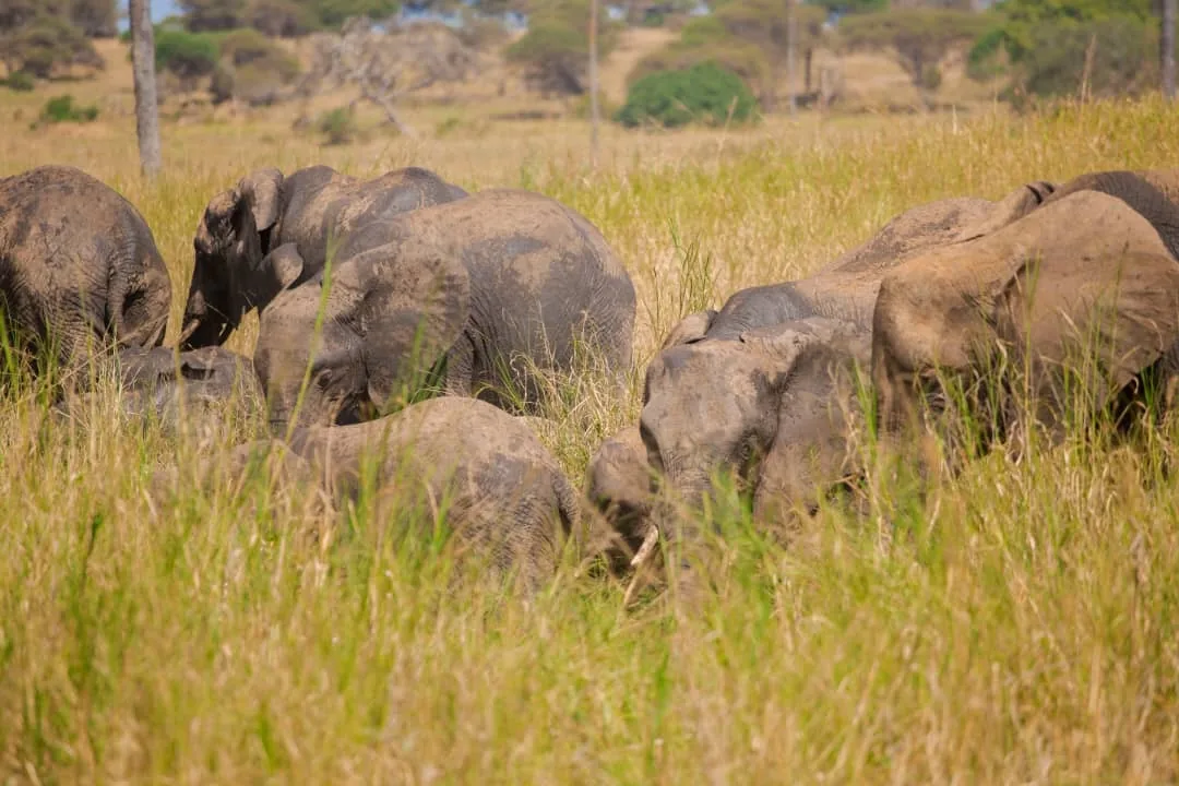Arusha National Park