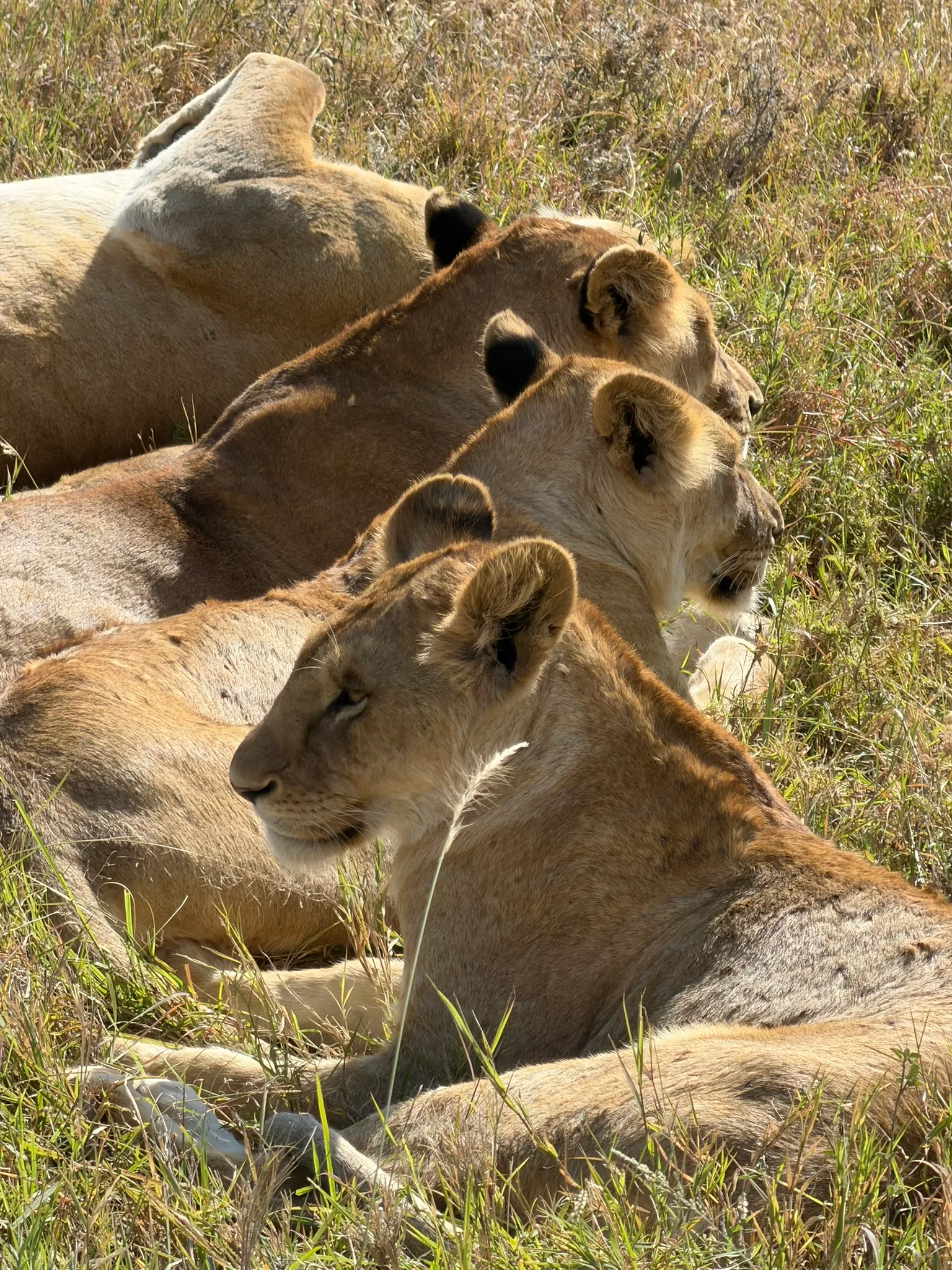 Ngorongoro Conservation Area